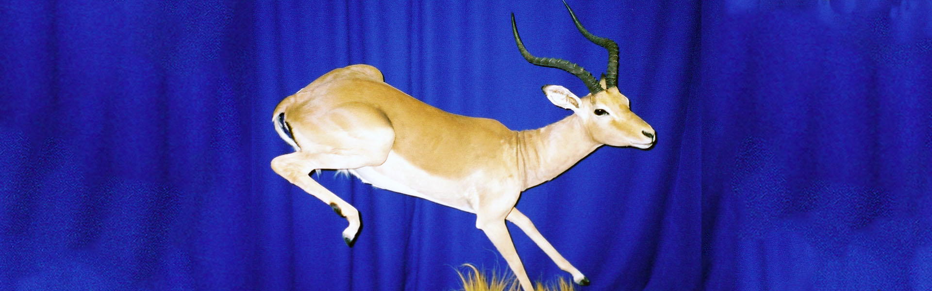 Preserved  Running Impala Taxidermy
