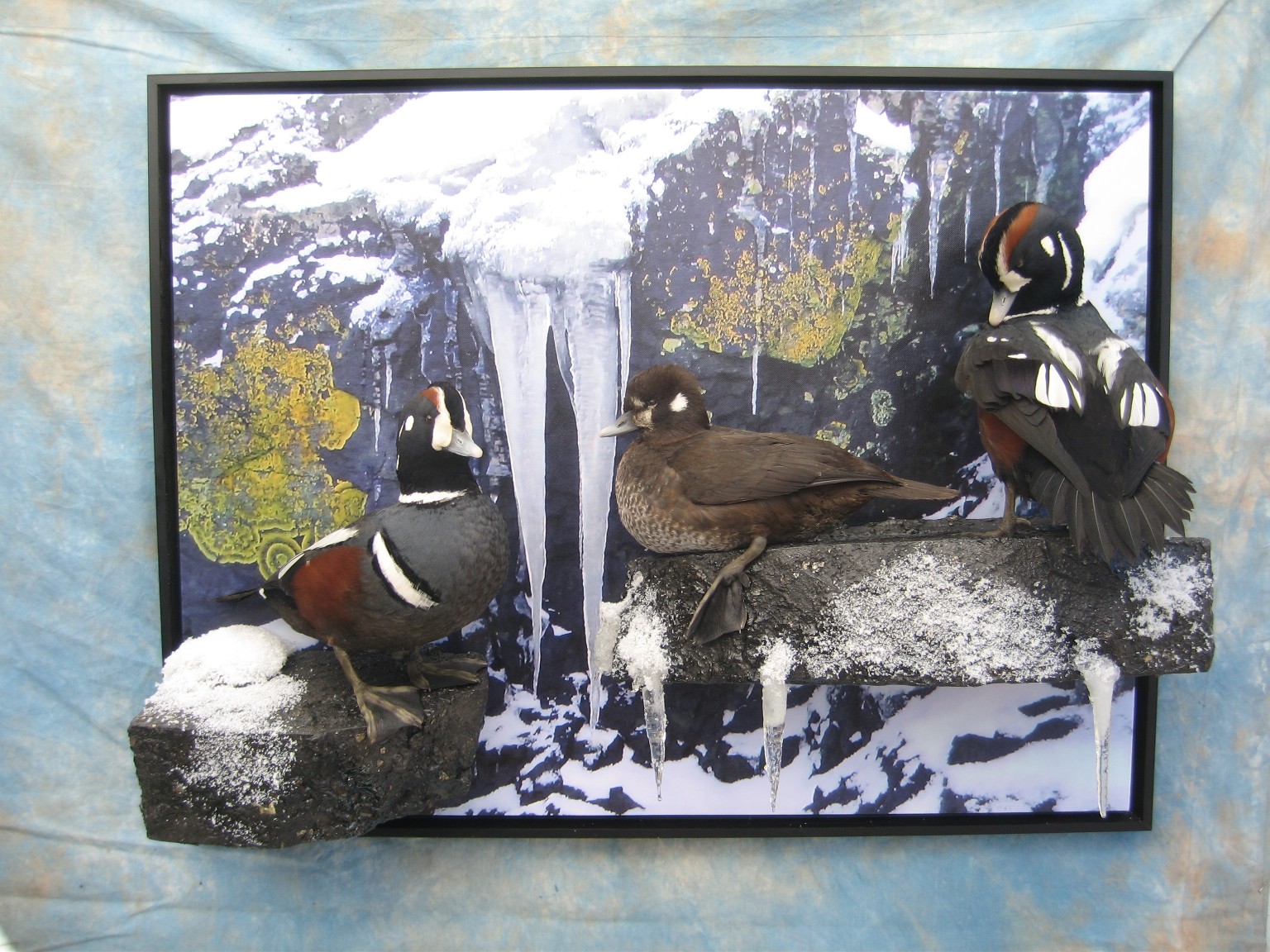 Hunter - Taxidermist for taxidermy and mounting