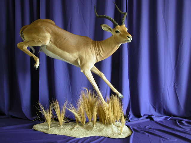 Impala on Dried Grass Taxidermy